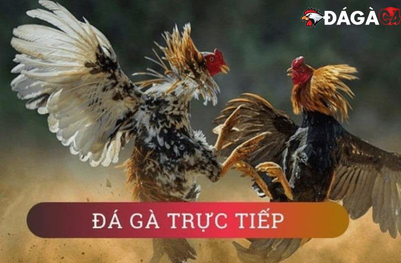 Đá gà trực tiếp hôm nay