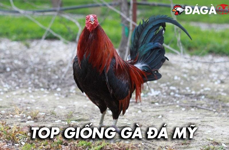 Top giống gà đá Mỹ