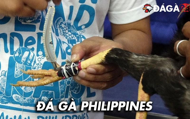 Khám phá loại hình đá gà Philippines