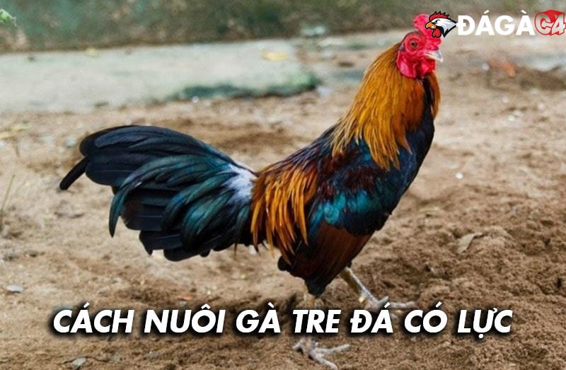 Cách nuôi gà tre đá có lực