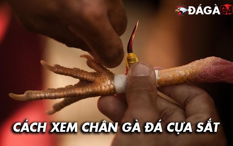 Cách xem chân gà đá cựa sắt