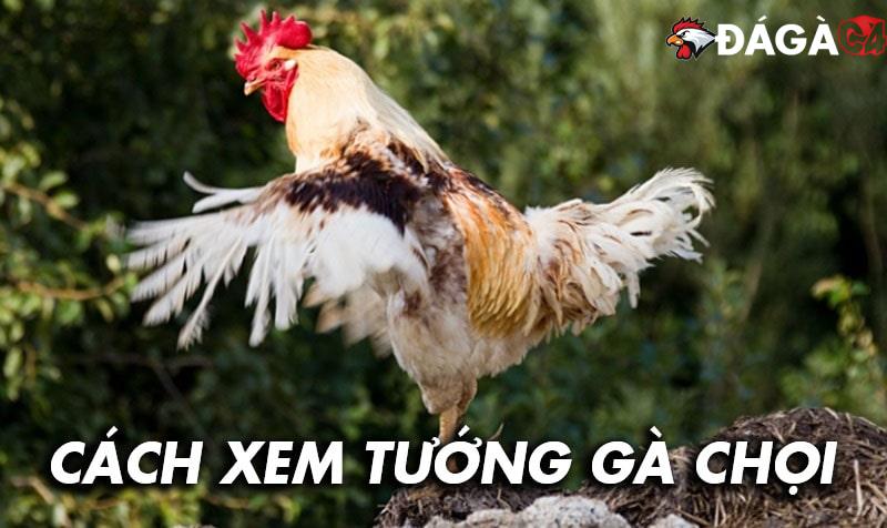 Cách xem tướng gà chọi chuẩn kinh kê