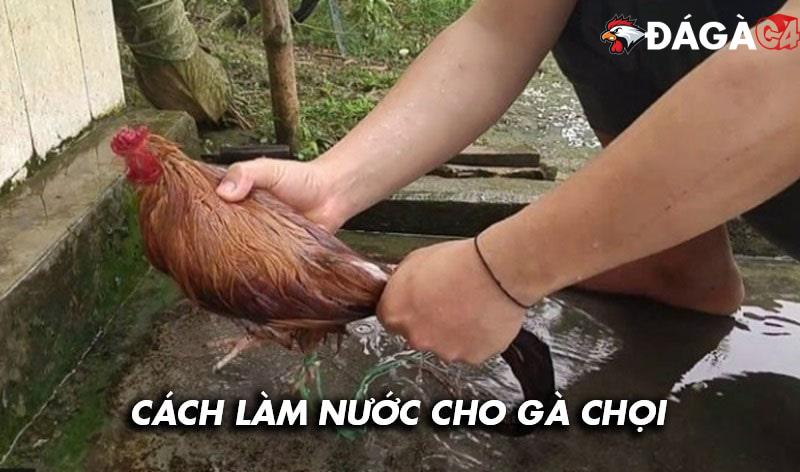 Hướng dẫn cách làm nước cho gà chọi