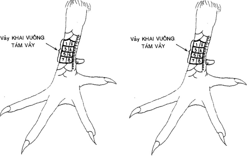 Kinh kê gà chọi lưu trữ các thông tin liên quan tới chiến kê, đúc kết từ thế hệ trước sang thế hệ sau