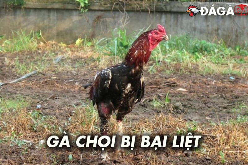 Gà chọi bị bại liệt: Nguyên nhân và cách phòng bệnh