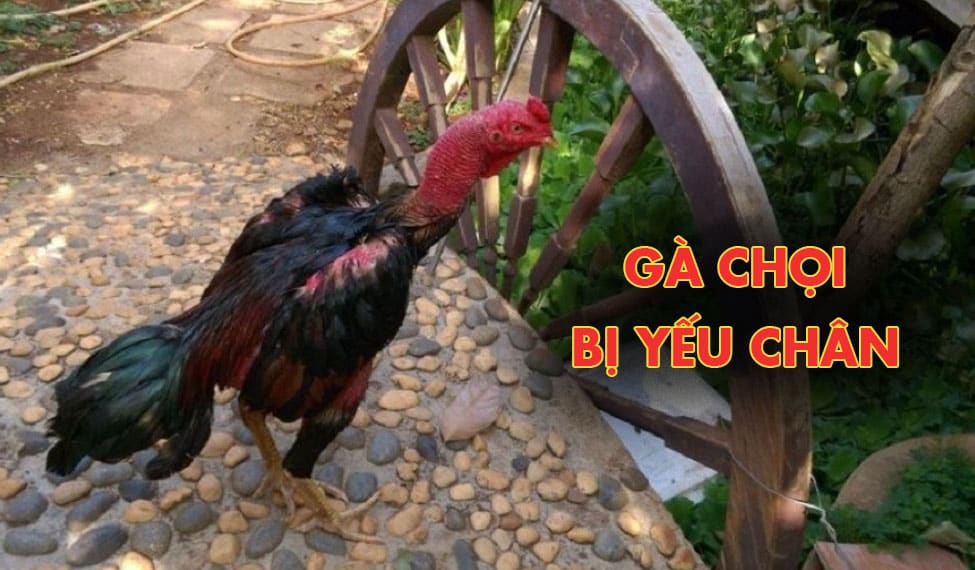 Nguyên nhân làm gà chọi yếu chân và cách điều trị hiệu quả