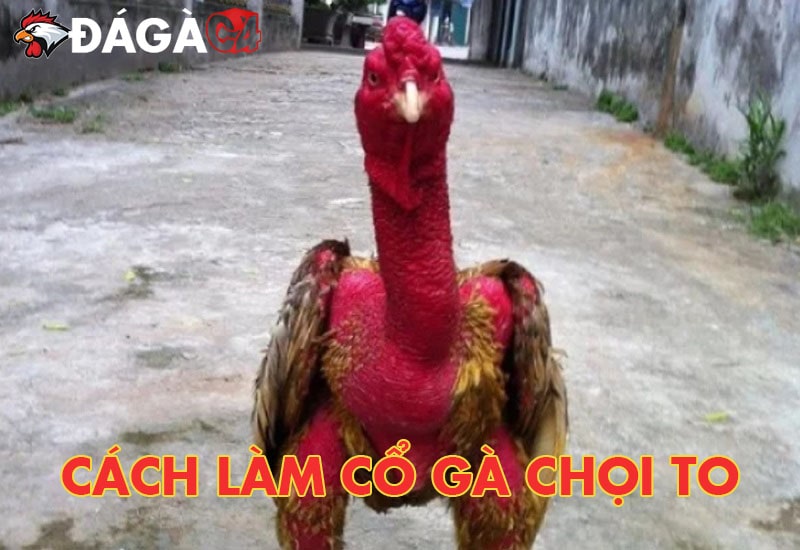 Bỏ túi các cách làm cổ gà chọi to thành công hiệu quả