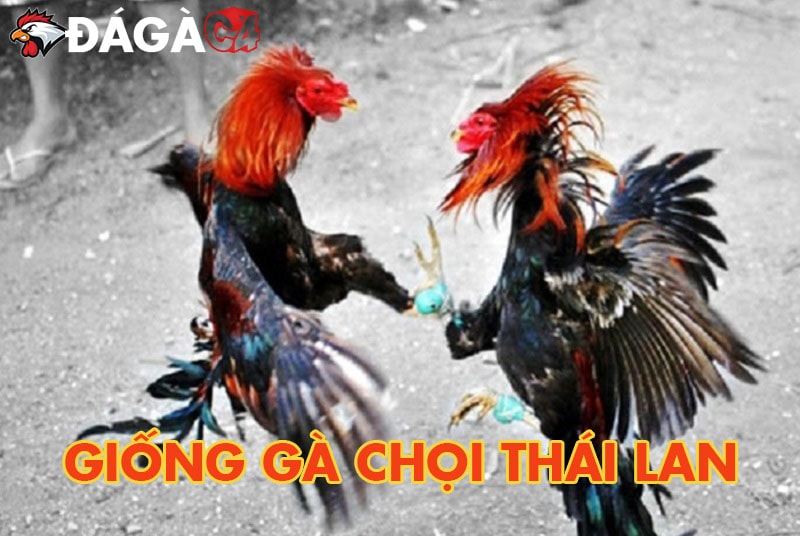 Gà chọi Thái Lan - Dòng “chiến kê” sở hữu lối đá ngoạn mục