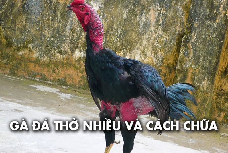 Nguyên nhân làm gà đá thở nhiều và cách điều trị hiệu quả