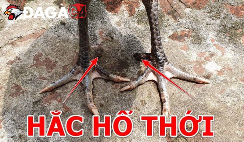 Gà hắc hổ thới là gì? Giống gà này đá có thực sự hay không?